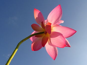 Close-up of pink flowering plant against sky