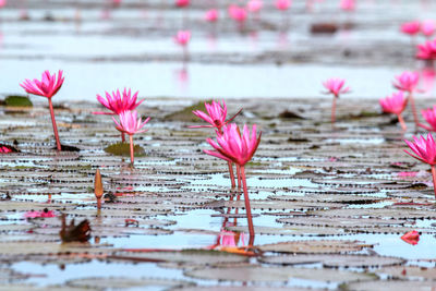 Close-up of pink water lily in lake