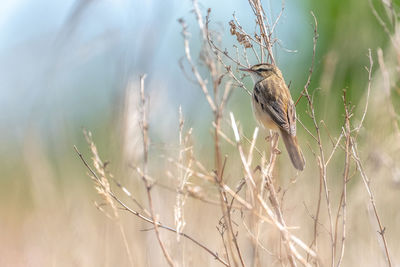 Close-up of bird perching on a land