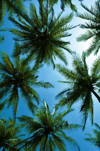 Low angle view of coconut palm tree against clear blue sky