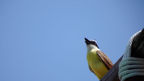 Low angle view of bird perching on clear blue sky