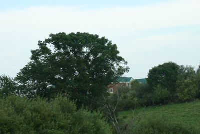 Trees on field against sky