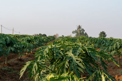 Close-up of fresh corn field against clear sky