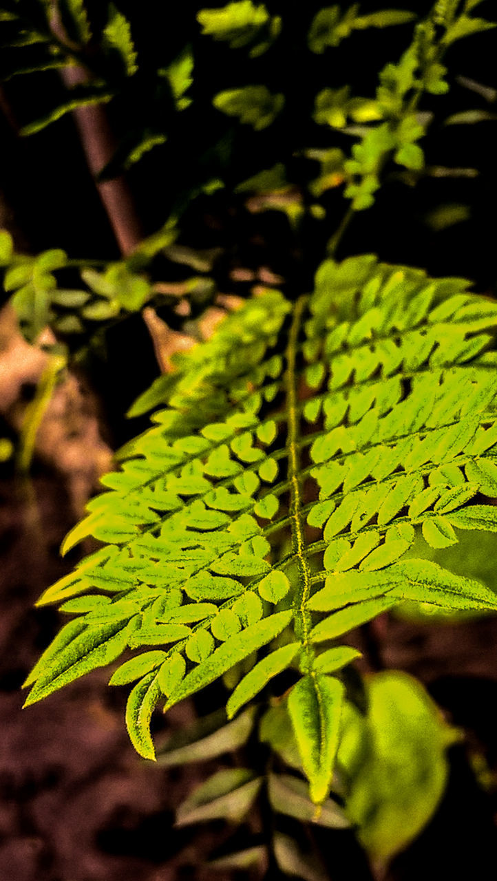 CLOSE-UP OF PLANTS