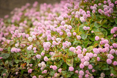 Pink- white flowers in a garden. pink blossoms in japan.