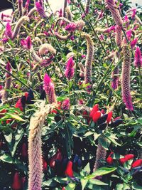 Close-up of flowers and plants