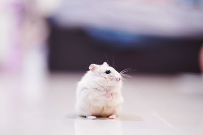 Close-up of a cat looking away