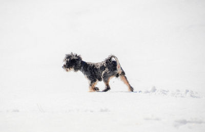 Dog on snow covered land