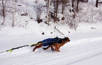 Dog on field during winter