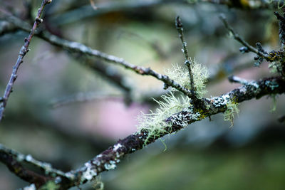 Close-up of frozen plant