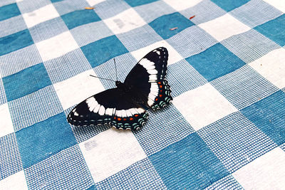 High angle view of butterfly