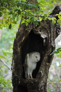 Cat sitting on tree trunk