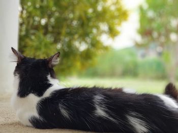 Close-up of a cat