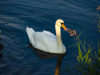 Swan swimming in lake