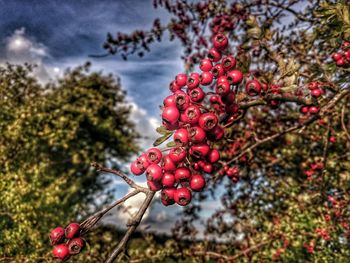 Low angle view of cherries growing on tree against sky