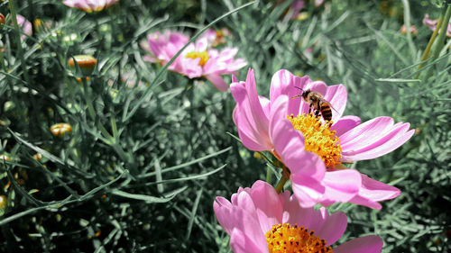 Close-up of bee on pink flower