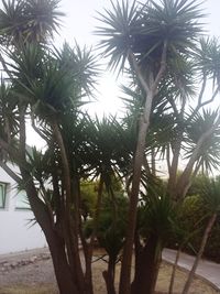 Low angle view of palm trees against sky