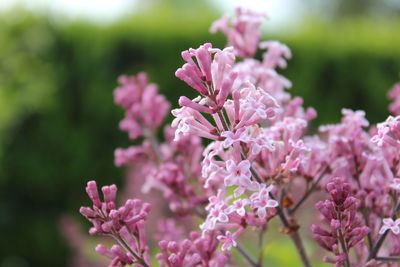 Close-up of pink flowering plant