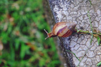 Close-up of snail