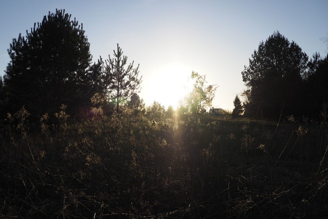 SUNLIGHT STREAMING THROUGH TREES ON FIELD AGAINST BRIGHT SUN