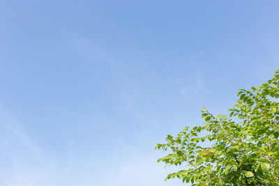 Low angle view of tree against sky