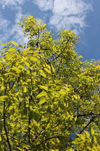 Low angle view of trees against cloudy sky