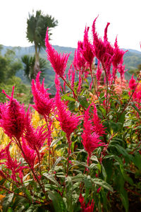 Close-up of pink flowering plants against sky