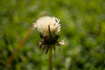 Close-up of white dandelion flower