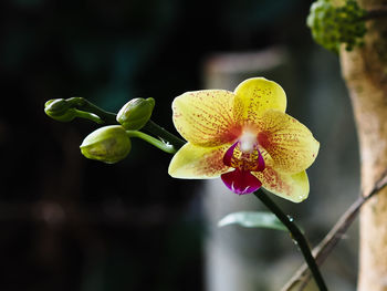 Close-up of yellow flower blooming outdoors