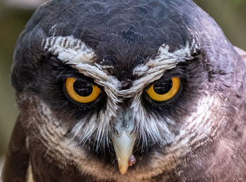 Close-up portrait of owl