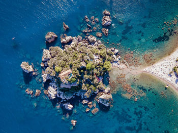 High angle view of coral in sea