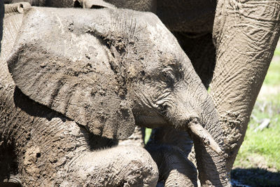 Close-up of elephants on field in mud 
