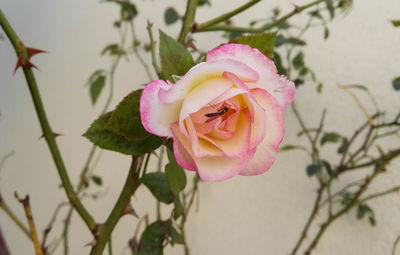 Close-up of pink rose flower