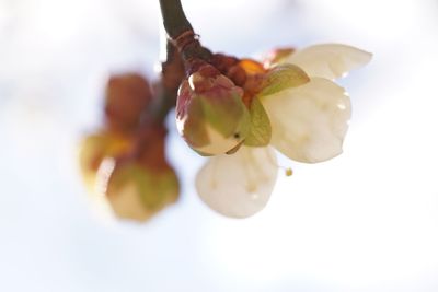 Low angle view of fruits