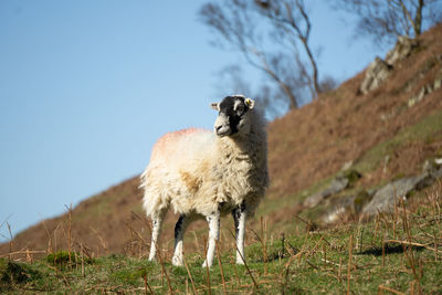 Low angle view of animal on field against sky