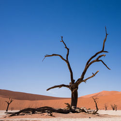 Bare tree on desert against clear blue sky