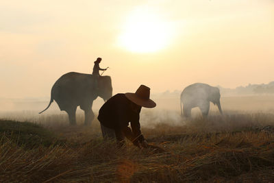 Horses on a field
