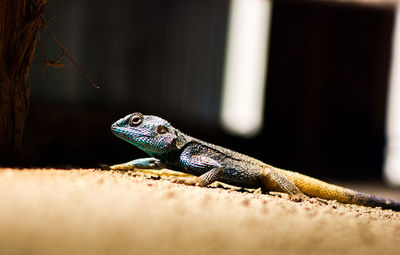 Close-up of lizard