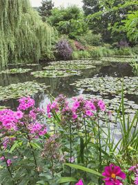 View of flowers growing in lake