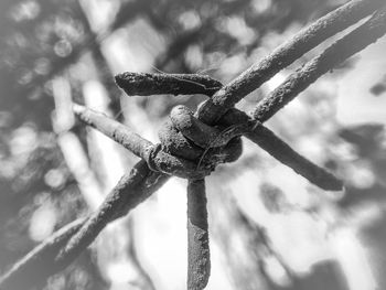 Close up of plant against blurred background
