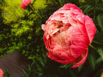 Close-up of pink rose