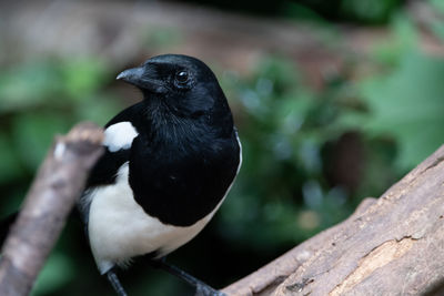 Close-up of bird perching on wood