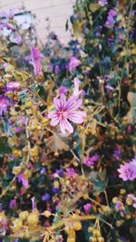 Close-up of fresh pink flowers blooming in garden