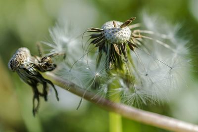 Close-up of insect on flower