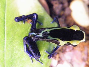 Close-up of insect on leaf