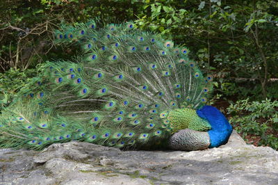 Close-up of peacock