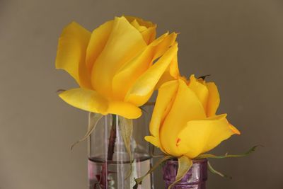 Close-up of yellow flowers