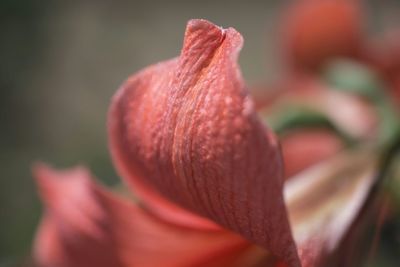 Close-up of pink flower