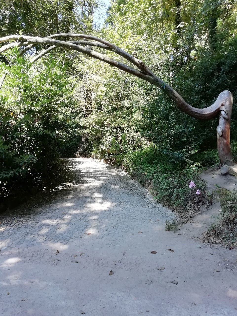 DIRT ROAD PASSING THROUGH FOREST