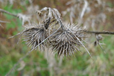 Close-up of dried plant on field